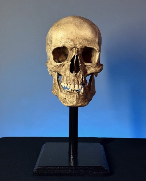 Adult Human Skull