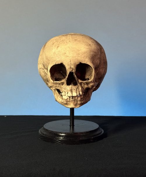 Child Human Skull