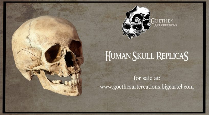Human Skulls